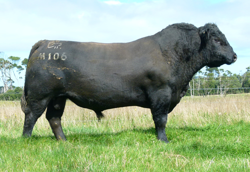 Raff Angus sire